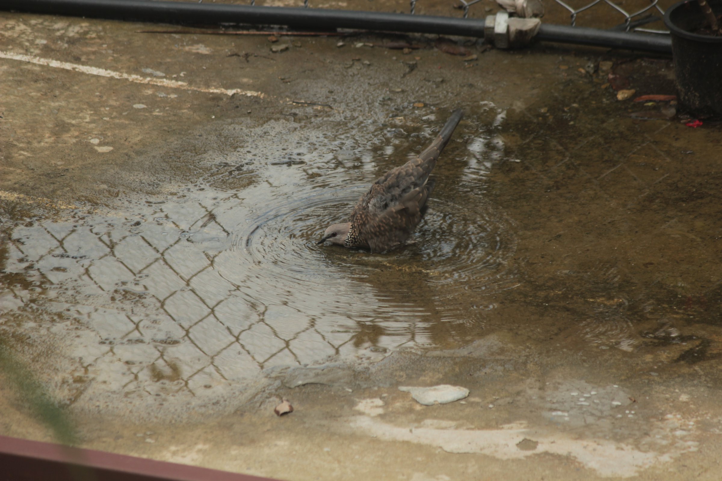 Spotted Dove bathing
